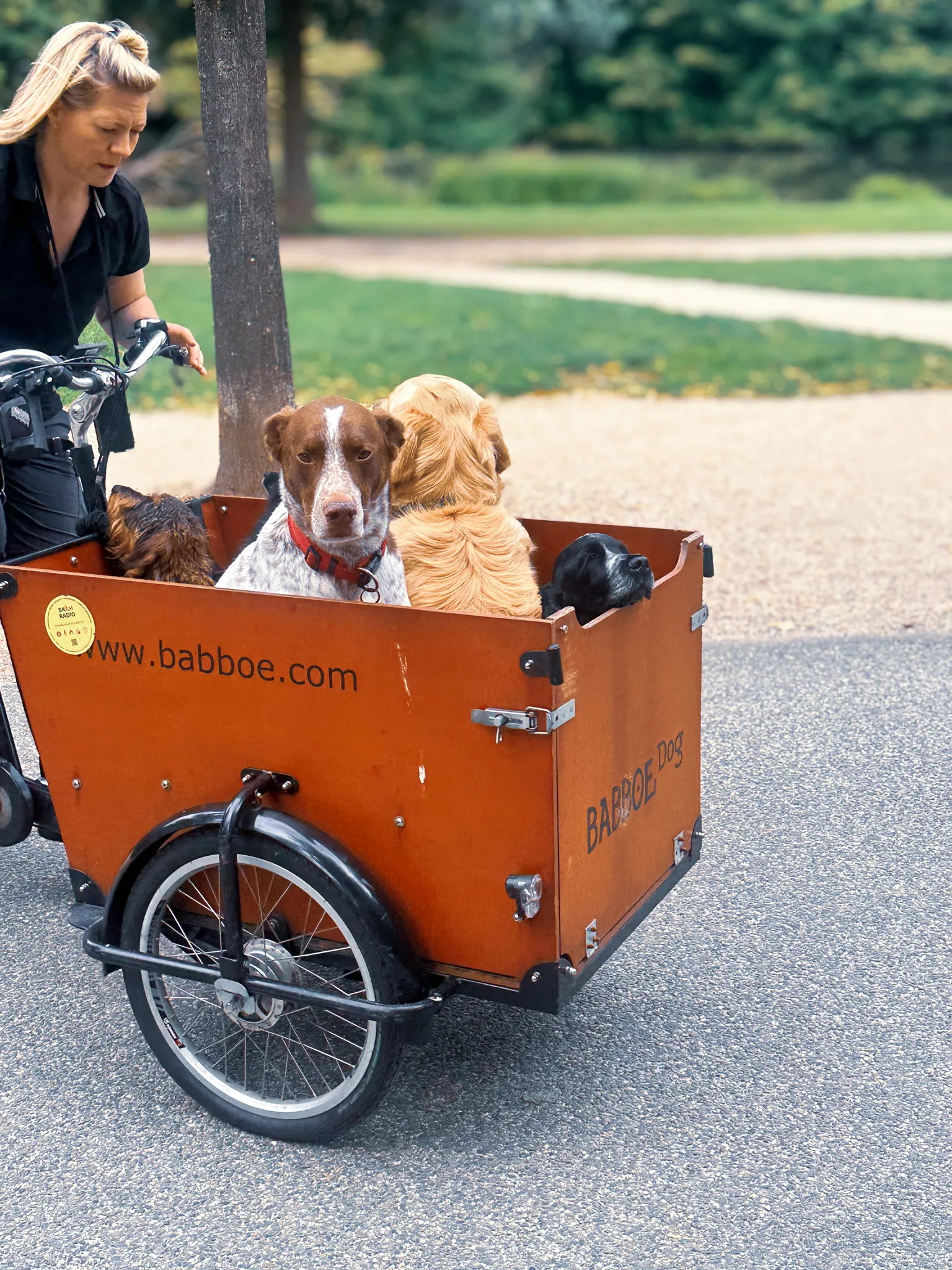 A woman pedals a wooden Babboe cargo trike along a Vondelpark path with four dogs riding in the box - a red-collared pointer, a golden retriever, a terrier and a black one tucked into the corner