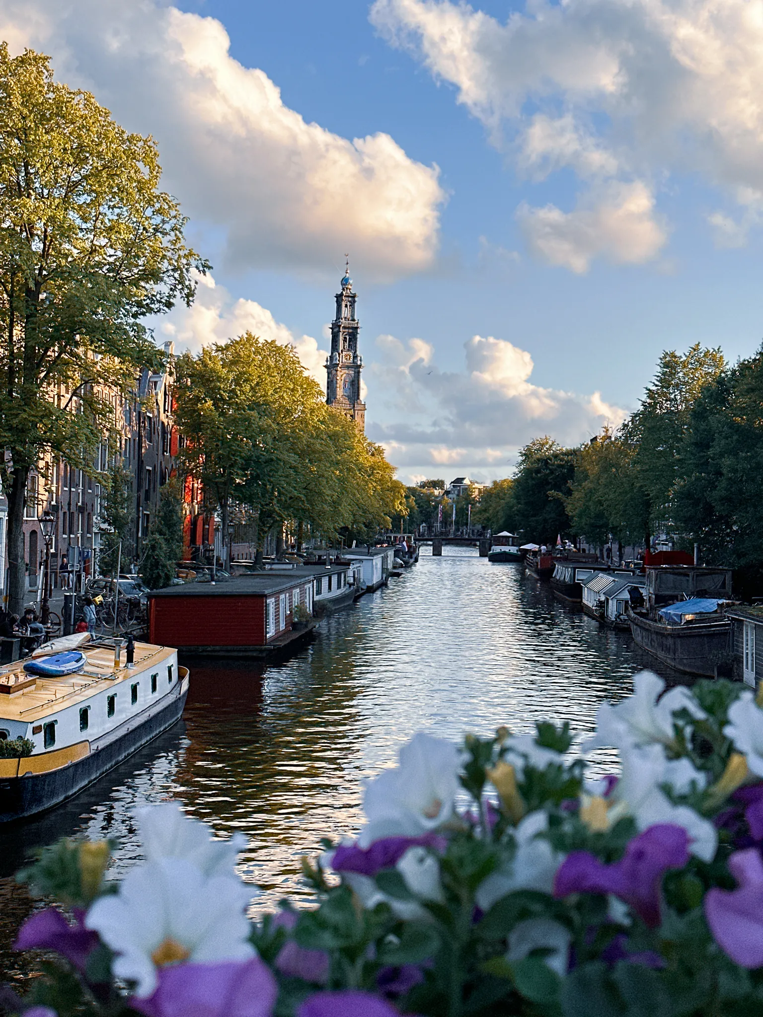 Late sun down the Prinsengracht, the Westerkerk's blue and gold crown standing over the rooftops, houseboats moored along both banks and white and purple petunias blurred across the near rail