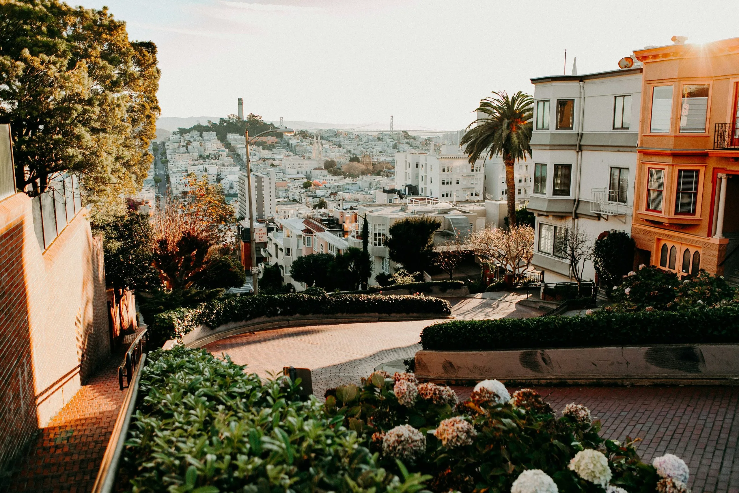 The hedged switchback curves of Lombard Street from the top, hydrangeas in front and the city spread out beyond