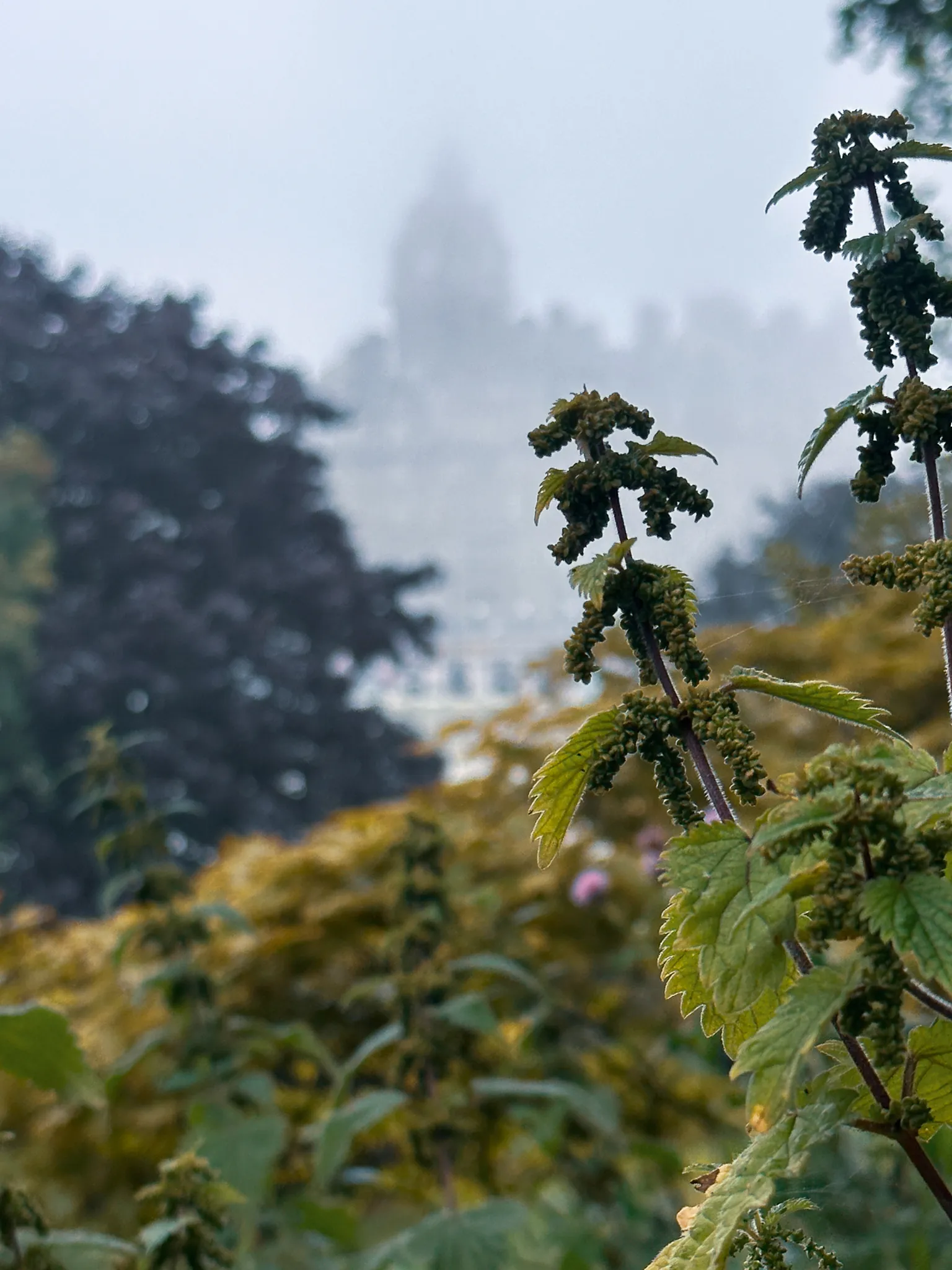 Nettles gone to seed at the path's edge, sharp against the fog, the bank's dome no more than a shadow behind them