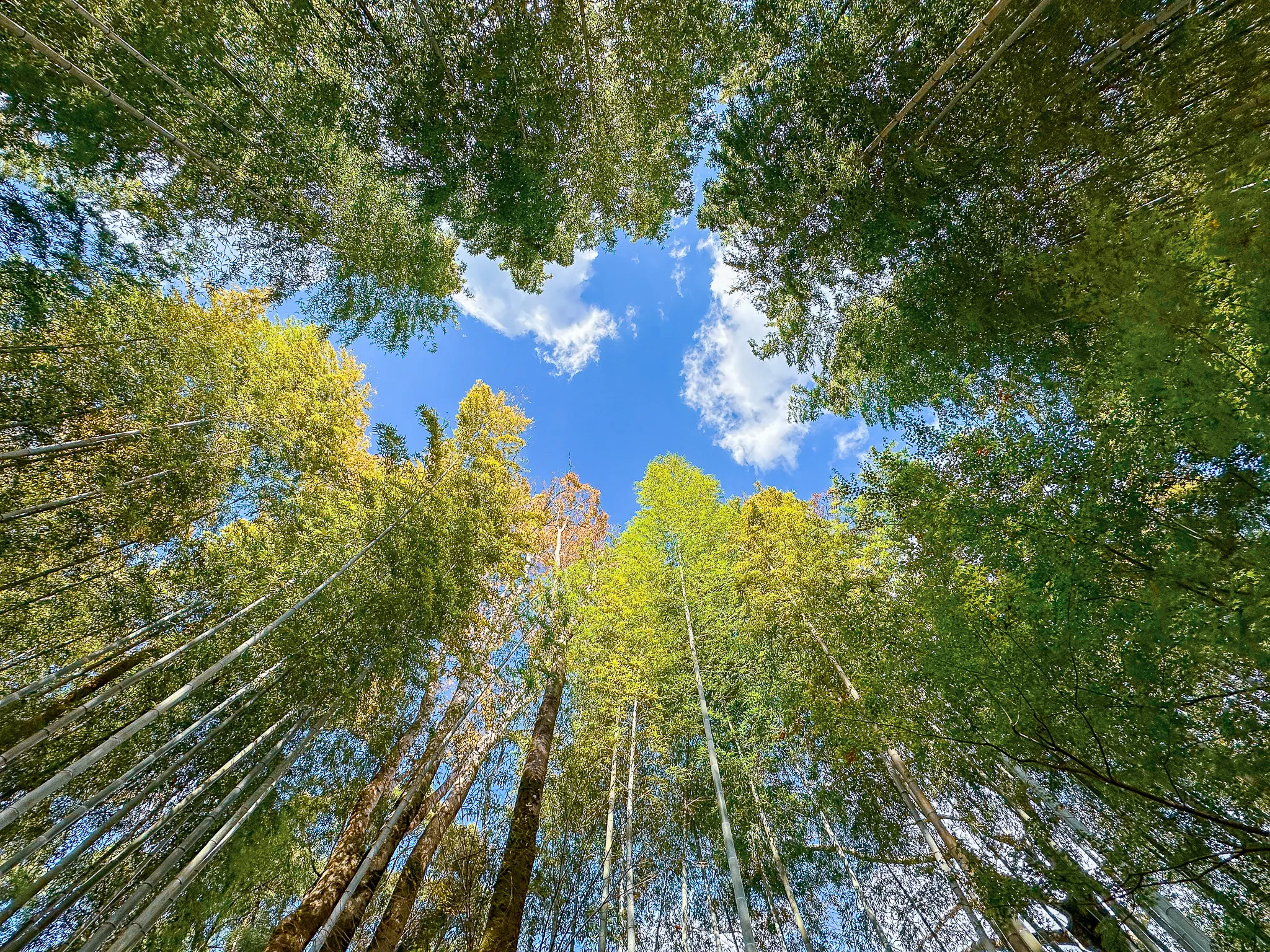 Looking straight up in a bamboo grove, the stems leaning in from every edge and a ring of blue sky and cloud at the centre