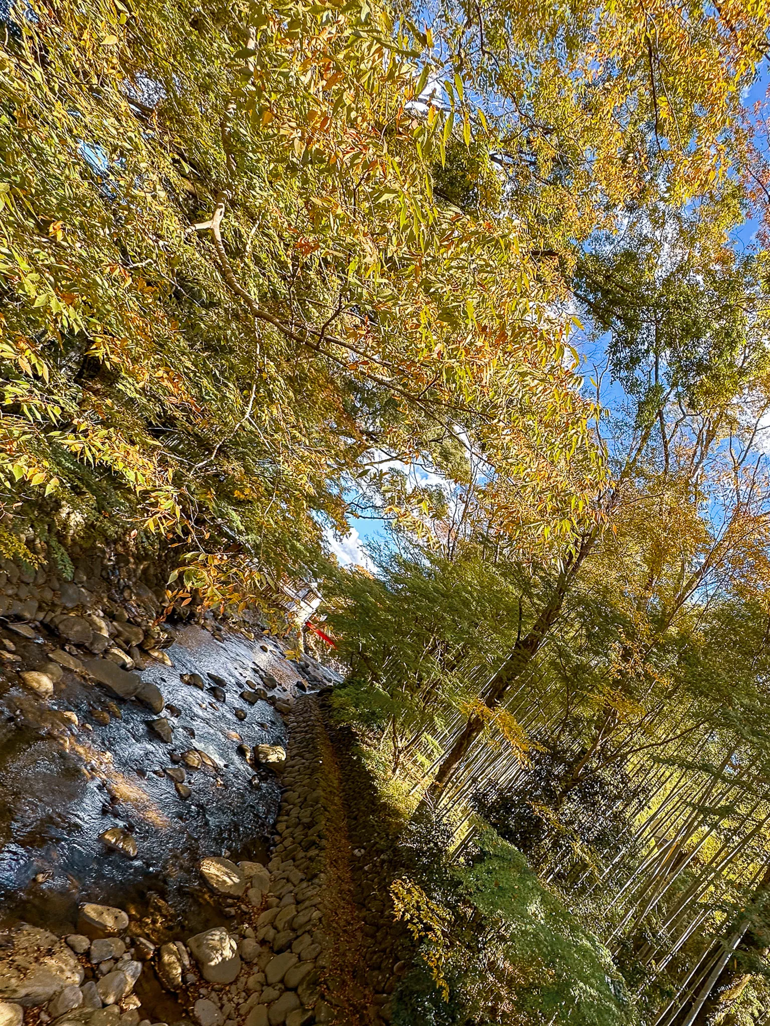 A shallow stream running over pale cobbles with a mossy bank above it, bamboo and yellowing maples leaning across, a red rail just visible upstream