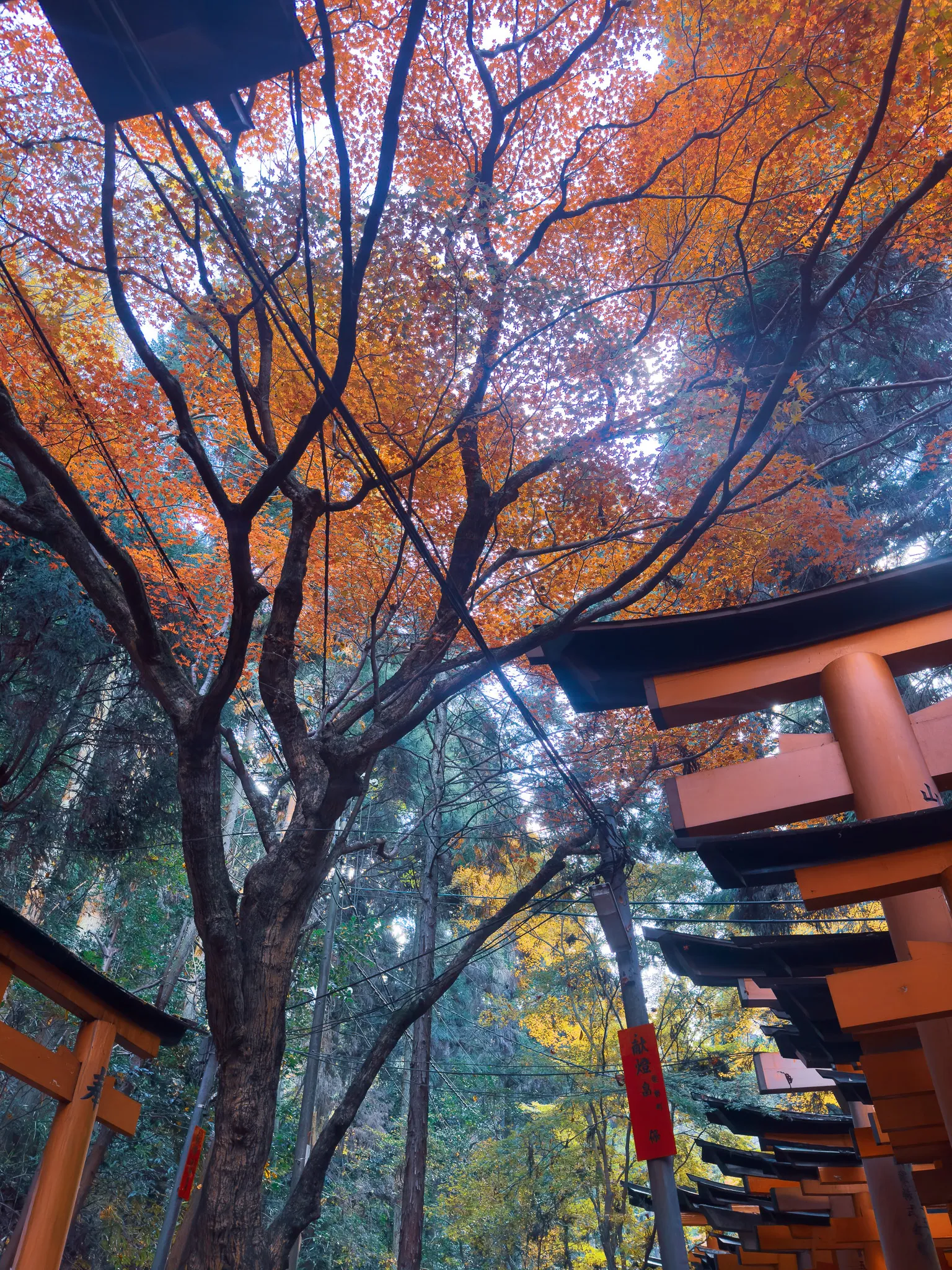 Looking straight up into an orange maple canopy from among the torii gates, the backs of the vermilion posts running away on both sides and a small red tag hanging from one