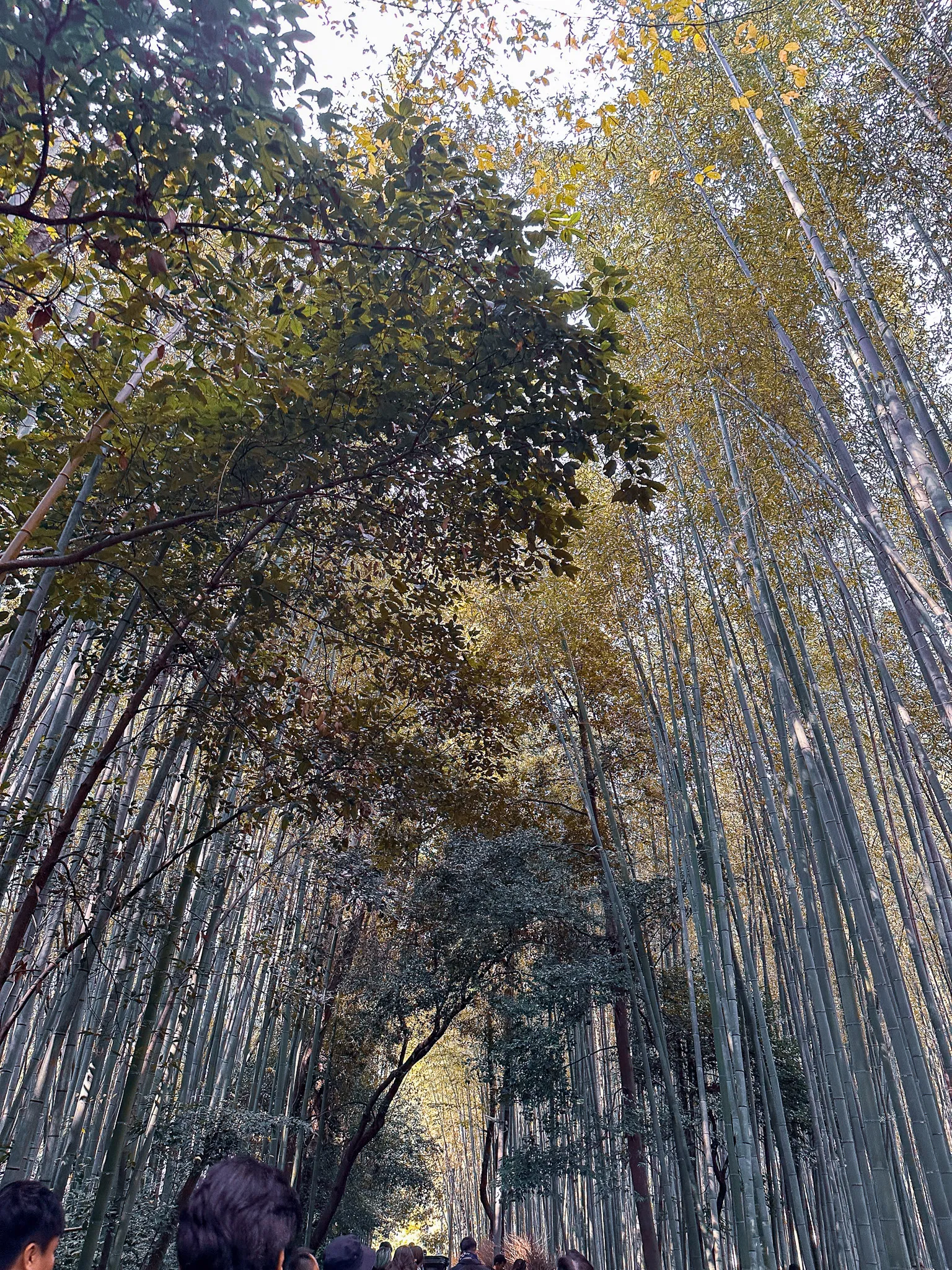 Looking up the trunks of the Arashiyama bamboo grove to a bright sky, a maple leaning across the top of the frame and the heads of the crowd along the path below