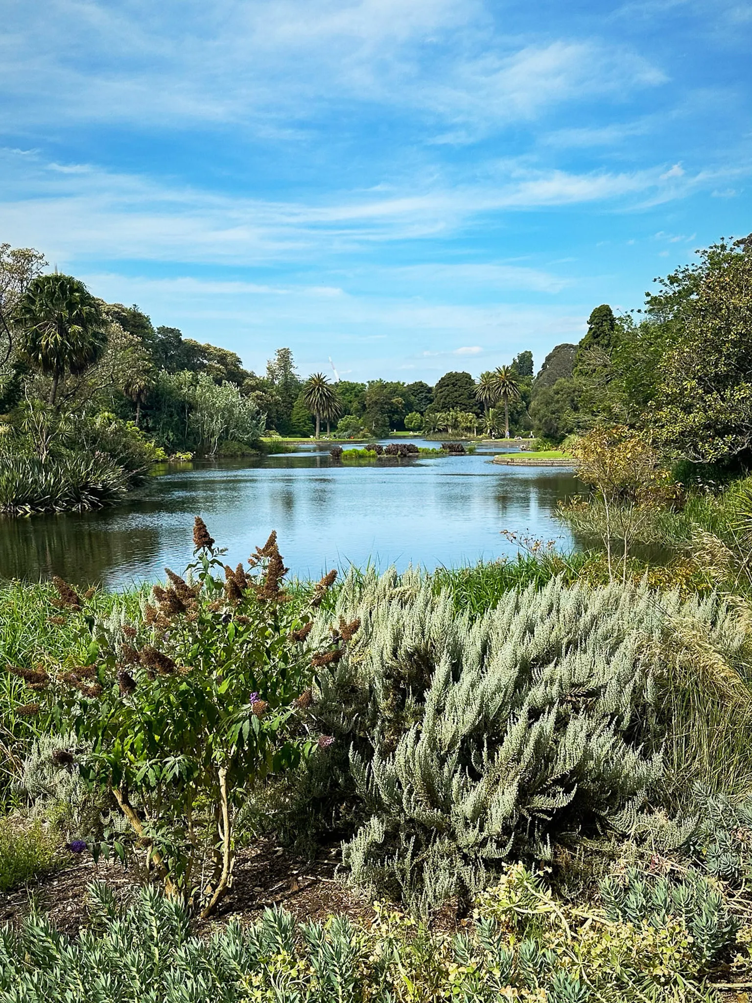 The ornamental lake at the Royal Botanic Gardens, palms and native planting around it