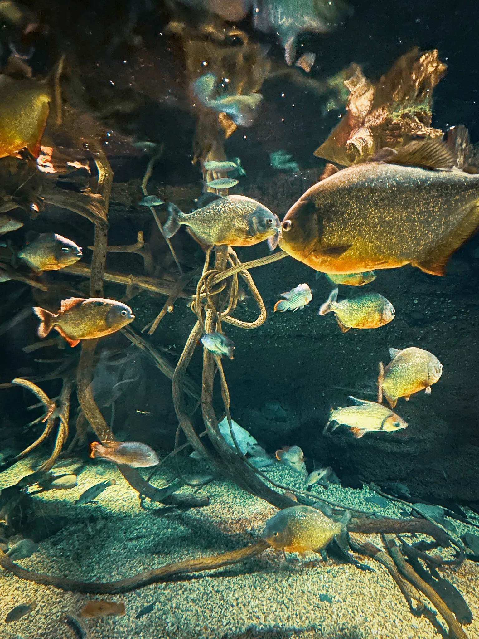 Piranhas hanging in green water among submerged mangrove roots