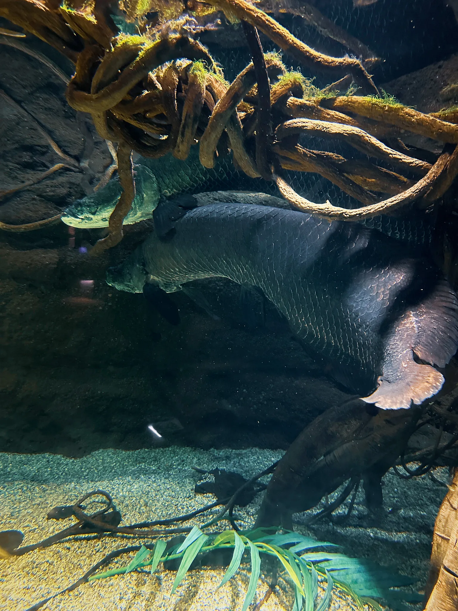 A very large dark fish gliding under a tangle of submerged roots in a dim tank