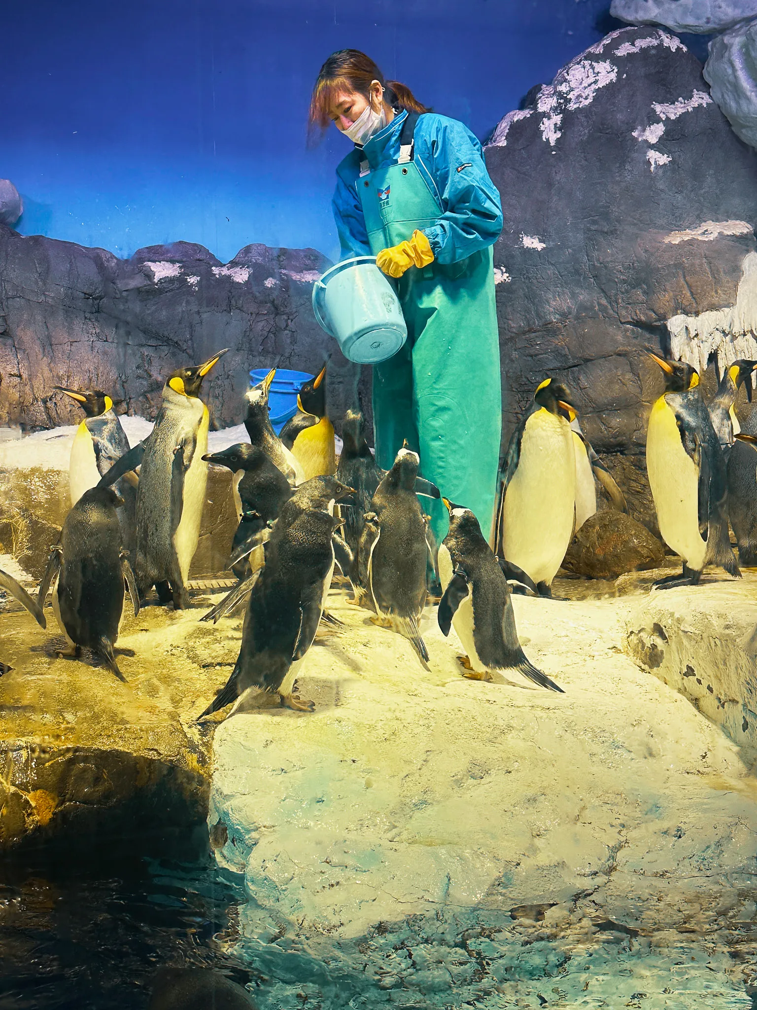 A keeper in teal waders tipping a bucket for a group of king and gentoo penguins gathered on the rocks