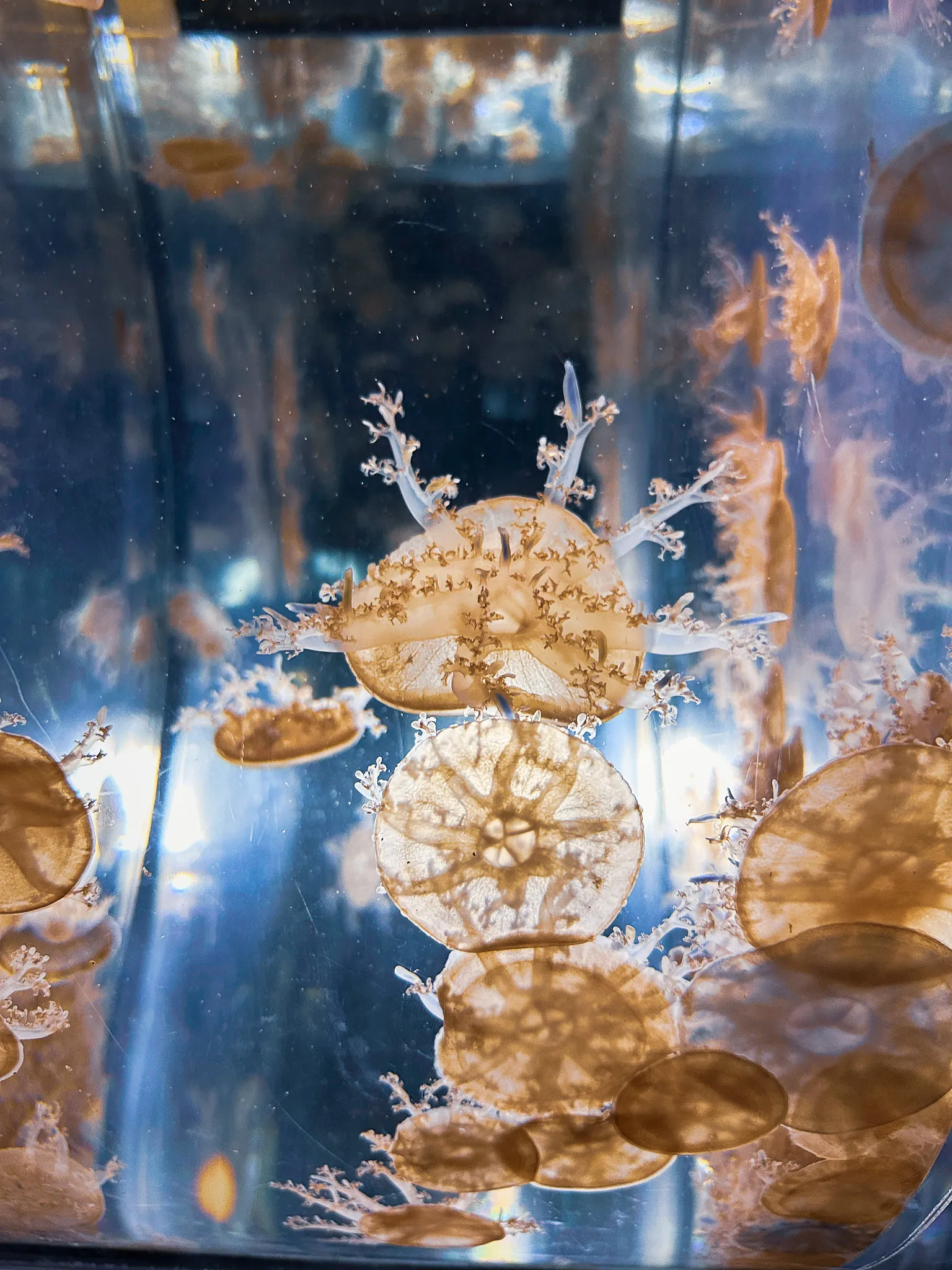 Upside-down jellyfish resting bell-down in a tank, their frilled arms turned up towards the light