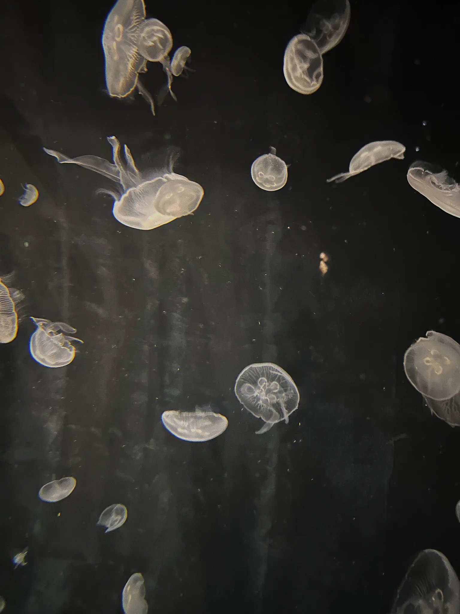 Moon jellyfish drifting against black water, lit so the four rings inside each bell show through
