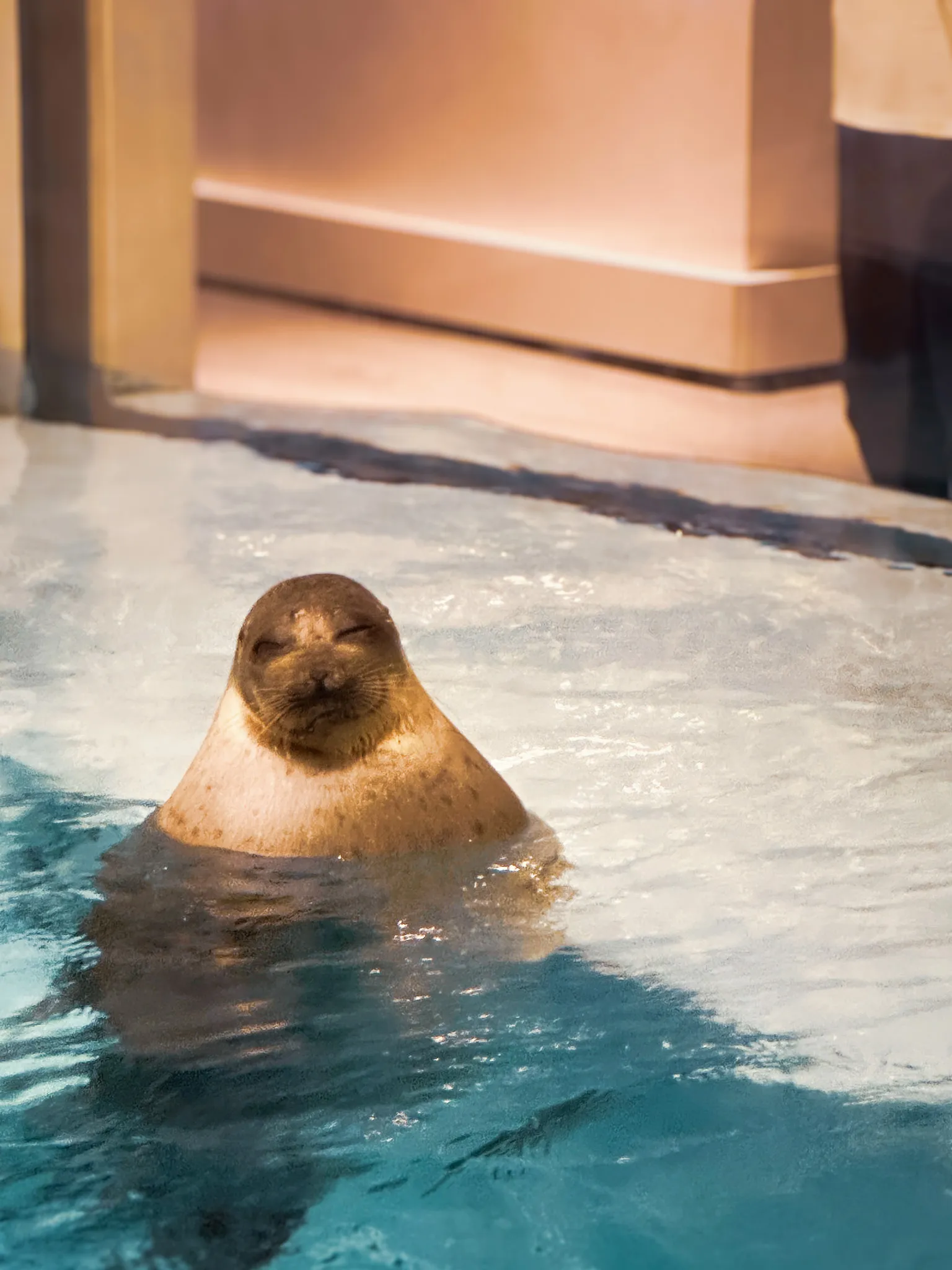 A seal surfacing in a shallow pool with its eyes shut and its chin up
