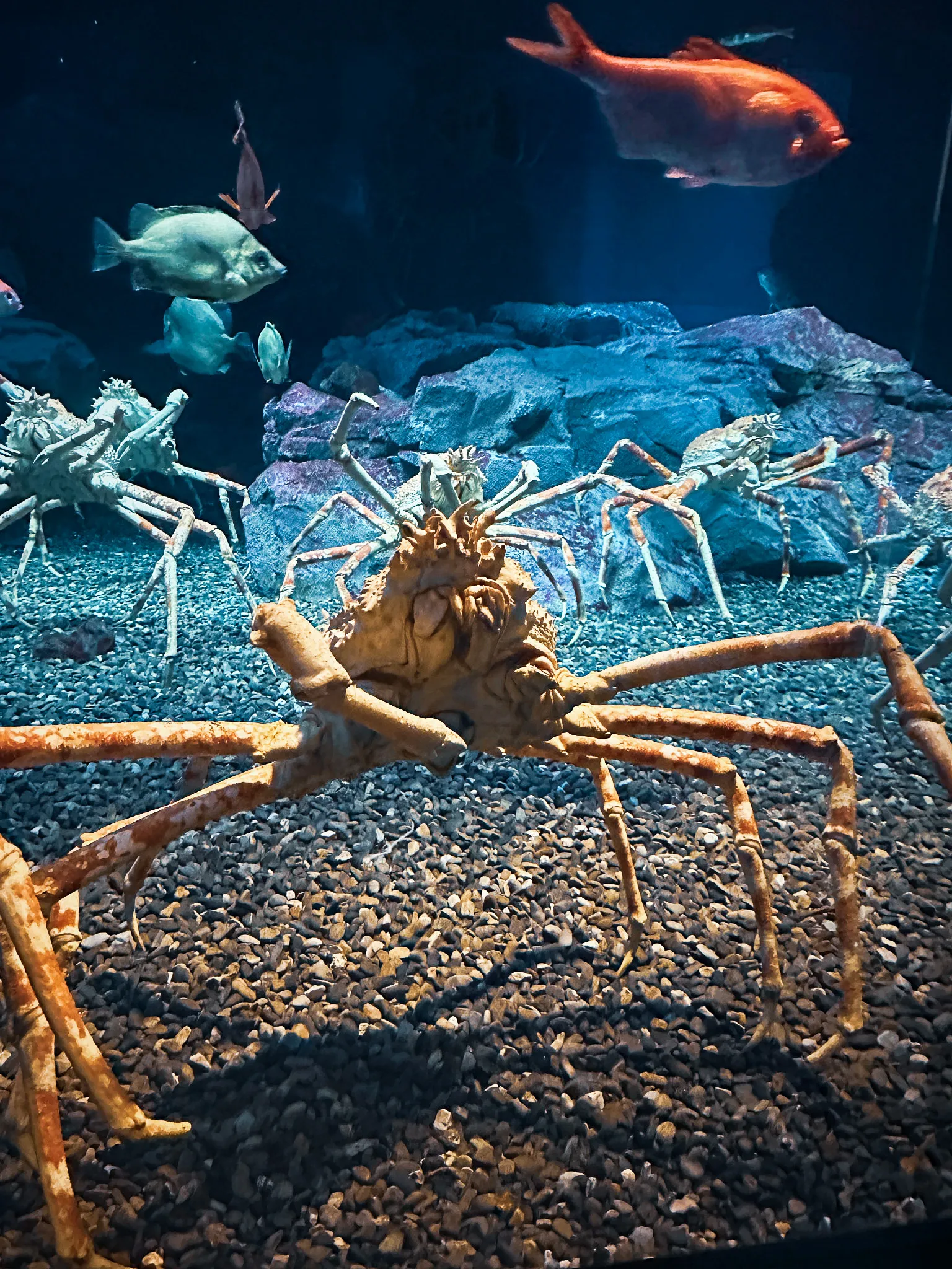 A Japanese spider crab filling the foreground of a tank, its long legs spread over the gravel, more of them and a red fish among the rocks behind