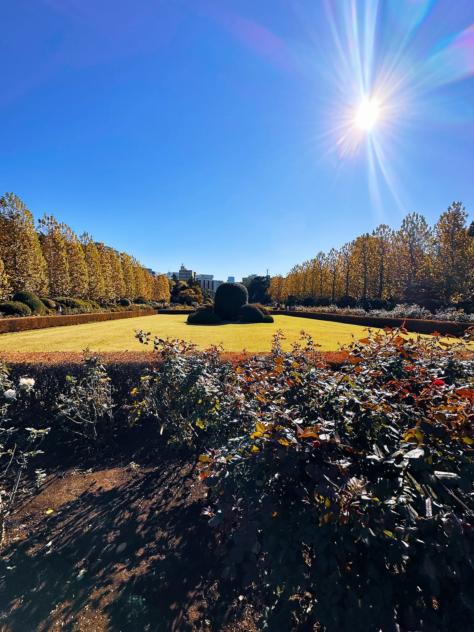 A formal garden lawn edged with clipped hedges and rose beds, an avenue of yellowing plane trees behind, the sun flaring in a deep blue sky